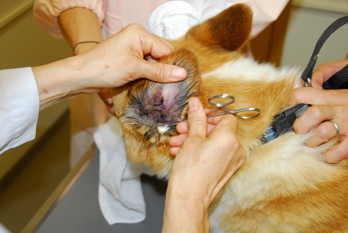 夏の外耳炎 お知らせ オレンジ動物病院 病院 介護ナビ Milmil