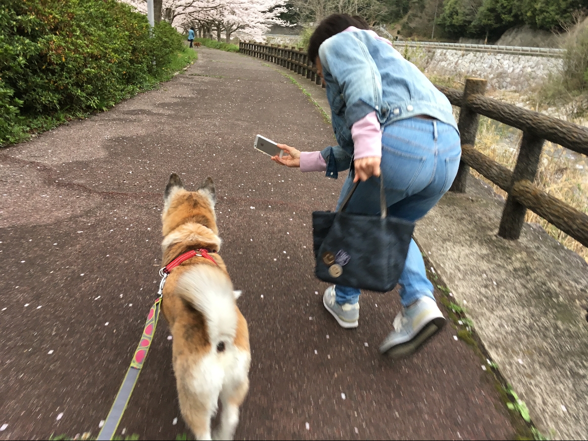 歩いている犬の写真をスマホで撮る お知らせ オレンジ動物病院 病院 介護ナビ Milmil