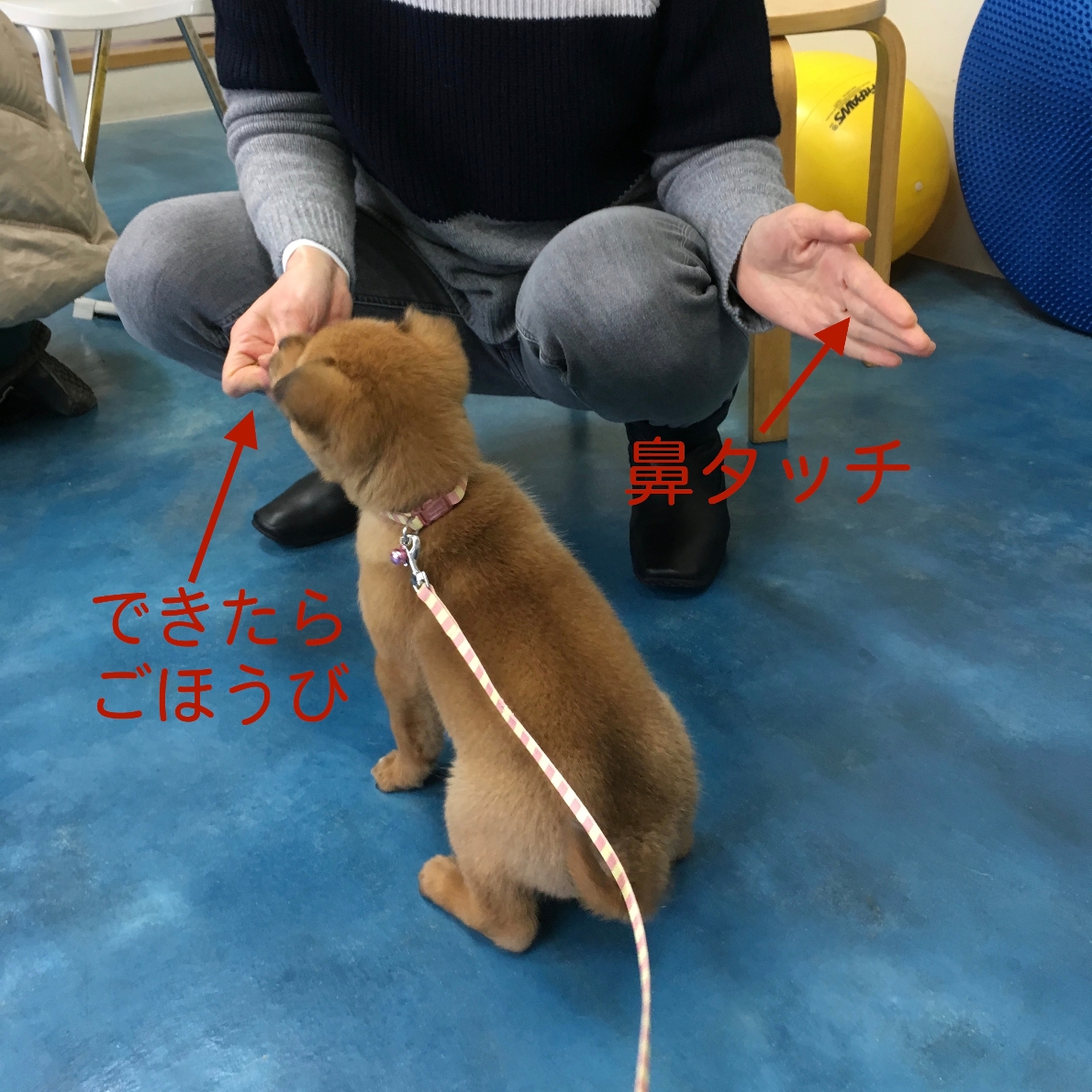 子犬を迎えました 怖がりを緩和するためにーその1 お知らせ オレンジ動物病院 病院 介護ナビ Milmil