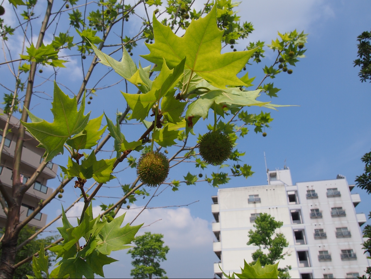 すずかけの木 お知らせ すずかけの径 病院 介護ナビ Milmil