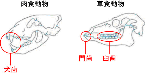 歯 の話 お知らせ たかまつファミリー歯科医院 病院 介護ナビ Milmil