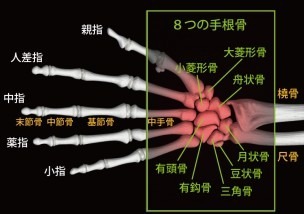 手首の骨折とは どこの骨折 お知らせ 交通事故治療 整形外科病院 ふじた医院 病院 介護ナビ Milmil